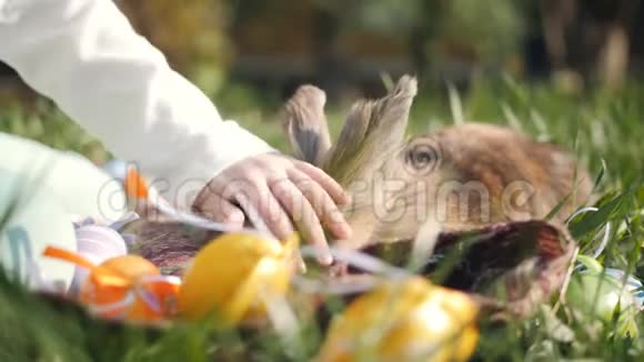 女孩手的特写抚摸着我亲爱的棕色兔子躺在草地上的垫子上视频的预览图