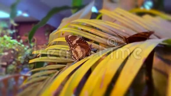 两只美丽的蝴蝶坐在棕榈枝上视频的预览图