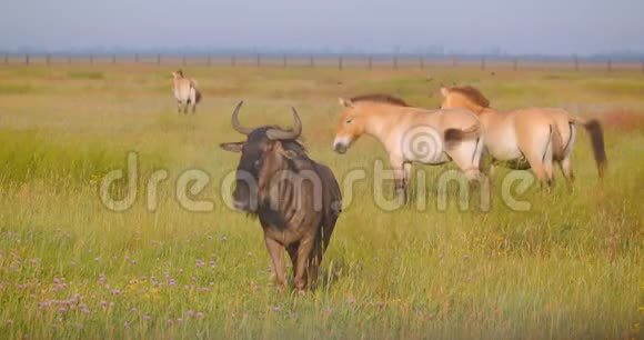 国家公园草地上与马一起行走的野生动物特写镜头视频的预览图
