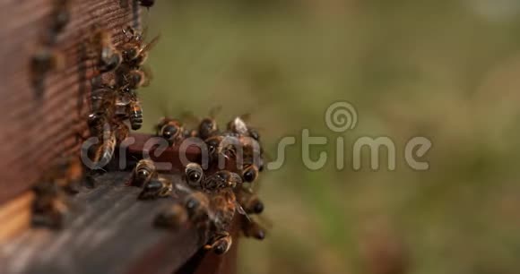 欧洲蜂蜜蜜蜂蜜蜂站在蜂巢入口的蜜蜂纳扎诺夫的格兰飞行中的昆虫靴子的返回视频的预览图