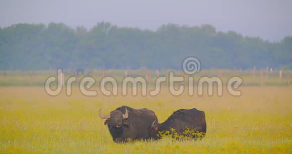 夏天美丽的黑牛站在国家保护区的田野里视频的预览图