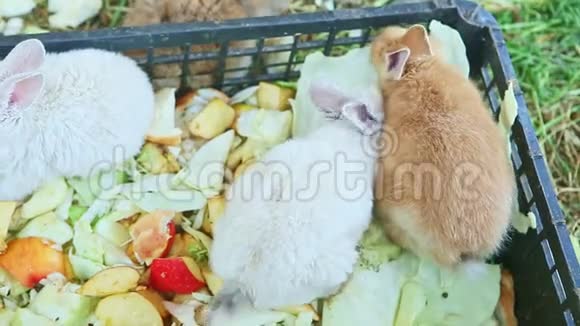 两只白兔和一只棕兔吃苹果视频的预览图