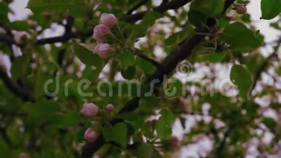 在风中摆动的苹果树紧闭的花蕾视频的预览图