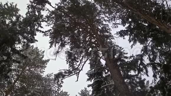 西伯利亚松森林和降雪视频的预览图