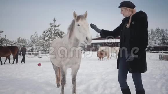 年轻的金发女人在冬牧场和一匹漂亮的白色斑点马玩女士请动物跟着她马视频的预览图