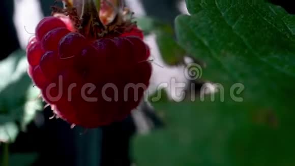 女人在花园里摘树莓背景树莓绿色枝视频的预览图