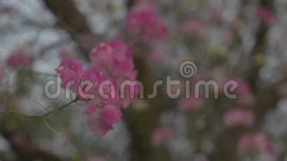一朵朵盛开的纸花或一朵花在树枝上摇曳剩下的热带花卉视频的预览图