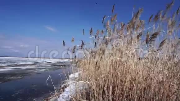 冬季山水临江芦苇迎风招展冬湖蓝天飞鸟大自然视频的预览图