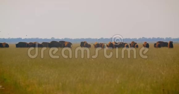 夏季阳光下在国家保护区的草地上散步的大型野牛的拍摄视频的预览图