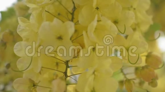 在夏季印度的阴唇花或金色的淋浴花在树上盛开视频的预览图