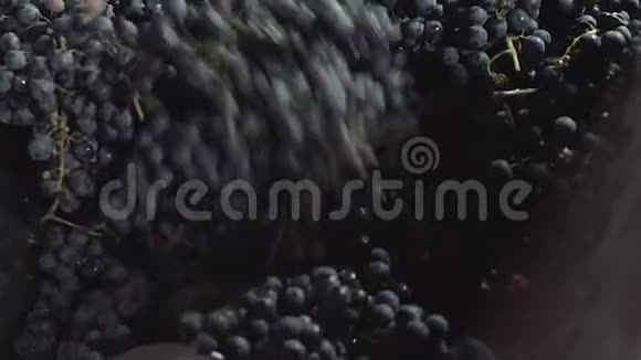 葡萄酒酿造葡萄采摘季节酿酒厂的蓝葡萄研磨工艺视频的预览图