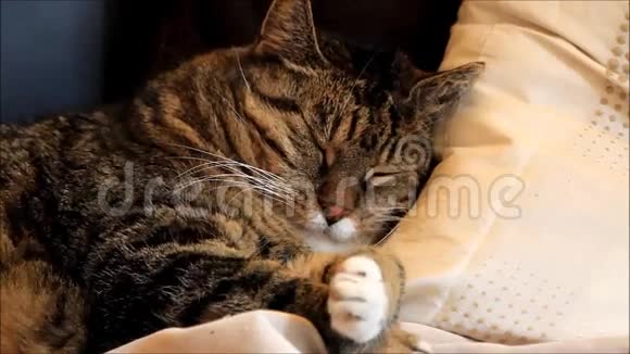 猫依偎在枕头里视频的预览图