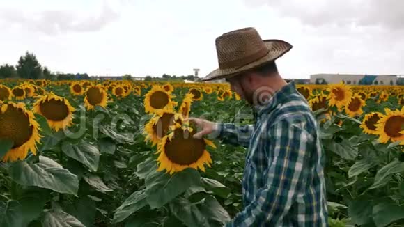 悲伤的农夫检查向日葵视频的预览图