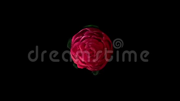 红玫瑰花芽阿尔法马特背景特写占位符4k视频的预览图