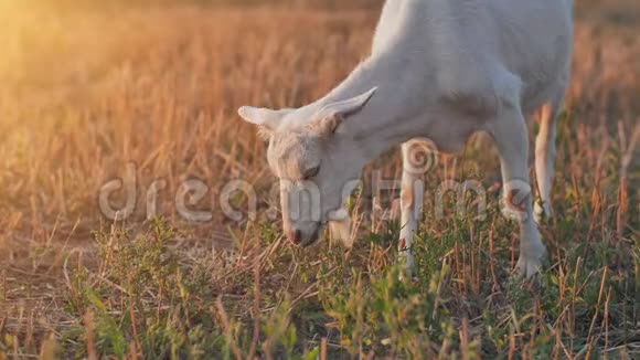 白山羊在日落时吃草视频的预览图