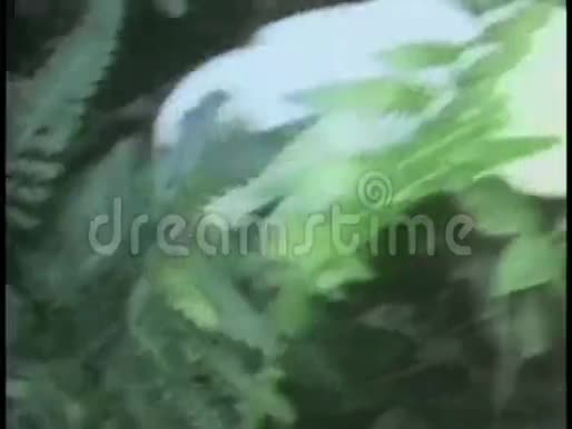 白兔在森林里奔跑视频的预览图