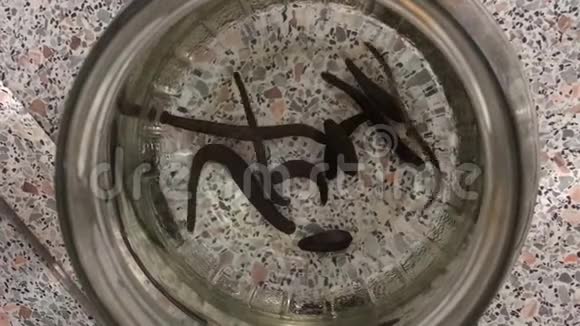医用水蛭在玻璃罐中游动细节视频的预览图