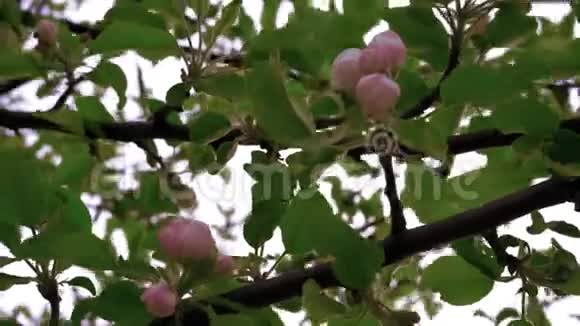 春晚苹果树花朵的嫩芽视频的预览图