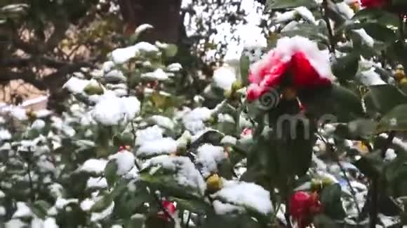 雪落在红茶花上盛开的山茶花被雪覆盖着视频的预览图