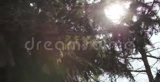 阳光透过松苹果树和森林的树枝照射阳光和针叶树的美丽背景视频的预览图