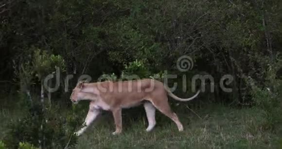 非洲狮子潘特拉里奥母亲穿过布什马赛马拉公园在肯尼亚实时4K视频的预览图