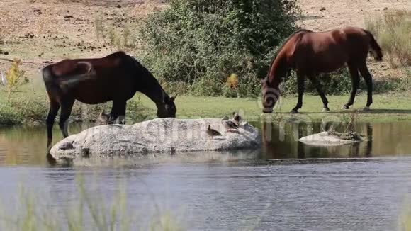 西班牙埃斯特雷马杜拉LosBarruecos的几匹马视频的预览图