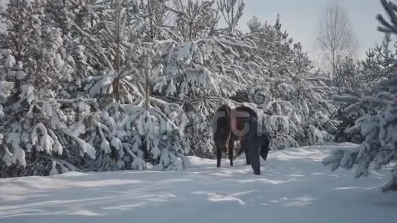 一个长着胡须的高个子男人在冷杉树之间骑着一匹可爱的棕色纯种马动物的咀嚼皮带和人类试图视频的预览图