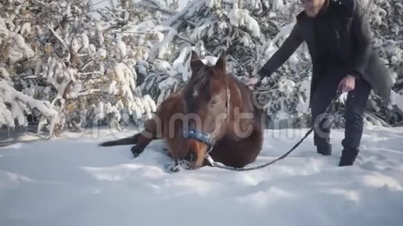 笑容满面的胡子男人在冷杉树附近和他的棕色纯种马玩美丽的马在雪地里摇摆视频的预览图