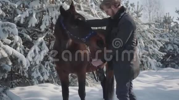 迷人的年轻人在白雪覆盖的圣诞树和松树的背景下在户外抚摸一匹马那个家伙视频的预览图