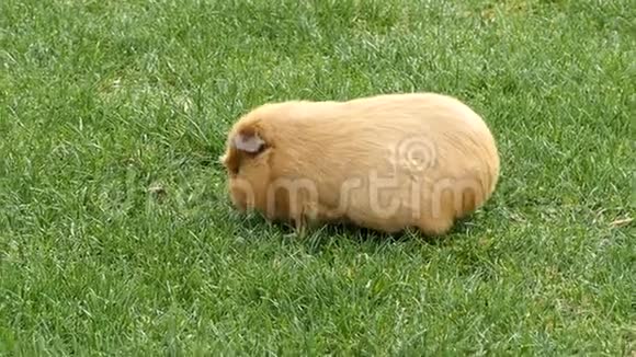 几内亚猪在草地上快速咀嚼视频的预览图