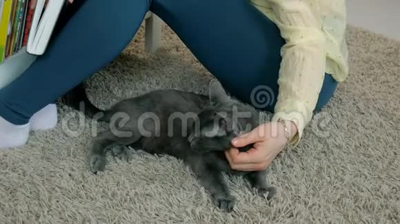坐在家地毯上的雌猫特写宠物流浪猫视频的预览图