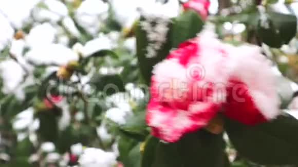 雪落在红茶花上盛开的山茶花被雪覆盖着盛开的茶花被白雪覆盖红色视频的预览图