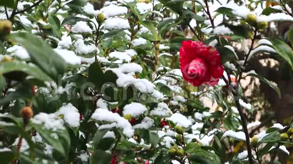 雪落在红茶花上盛开的山茶花被雪覆盖着盛开的茶花被白雪覆盖红色视频的预览图