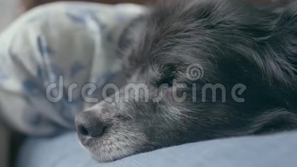 一只可爱的黑狗正要在床上睡着特写镜头视频的预览图
