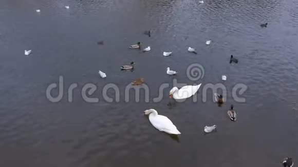 河里有美丽的白色天鹅和鸭子在水里吃面包视频的预览图