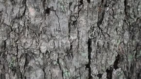 树皮上的裂缝视频的预览图