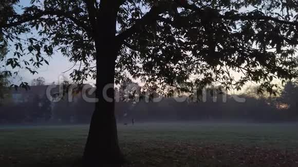 一棵树的剪影和一个在黎明公园里带着一只狗的无法辨认的女人视频的预览图