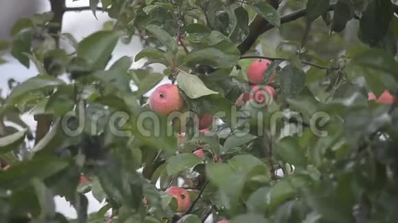在雨中花园里树枝上的熟苹果视频的预览图