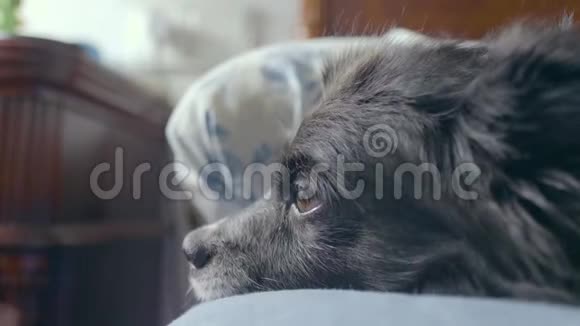 一只棕色眼睛的可爱的黑狗即将在床上入睡接受主人的抚摸视频的预览图