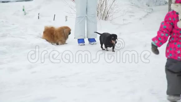 冬天的小女孩和两只狗视频的预览图
