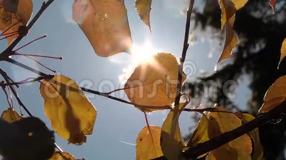 一缕阳光穿过树叶视频的预览图
