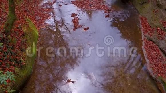 平静的河水在美丽的秋林中流淌视频的预览图