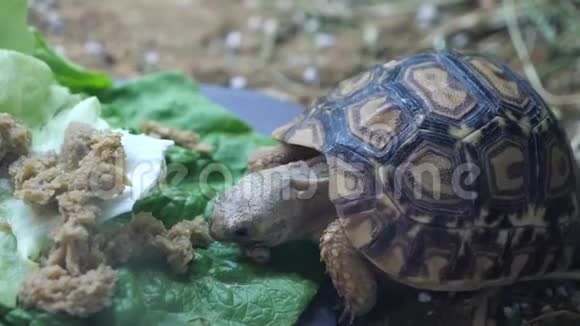 一只小豹龟正在吃晚餐视频的预览图