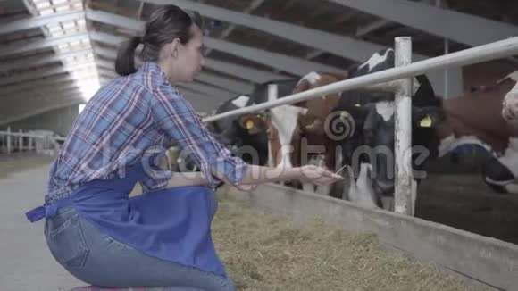 年轻的女农民在农场上参观谷仓喂牛在现代农场上进行冷冻喂养奶牛视频的预览图