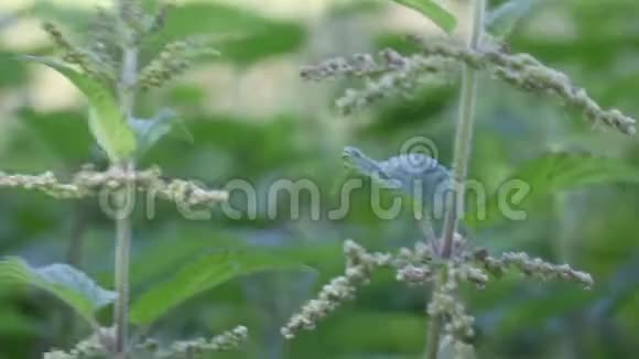 翡翠开花的荨麻在风中摇曳可见的叶子花视频的预览图