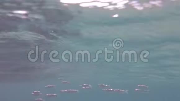 在浅礁水域潜水带着骡子和杂音视频的预览图