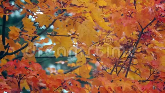 秋天挥动橘红色枫叶的慢镜头视频的预览图