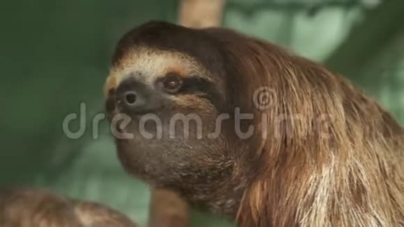 微笑三趾树懒哥斯达黎加保护区视频的预览图