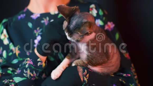 一只戴文雷克斯猫在一个穿裙子的女孩怀里的特写视频的预览图