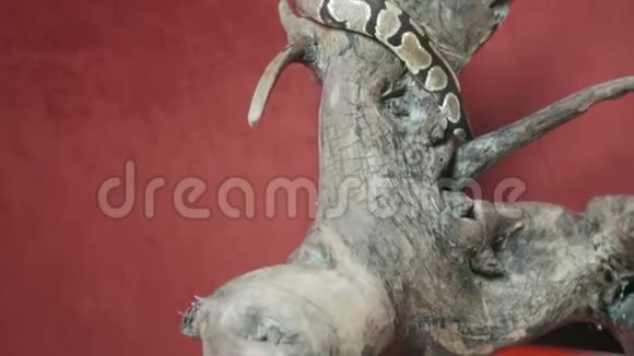 蛇在原木上伸了伸懒腰咬着舌头视频的预览图